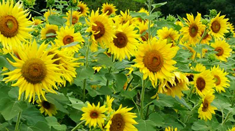Sunflower- Helianthus annuus