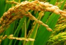 खाद्यान्न फसलें: धान Food Crops: Rice- Oryza sativa