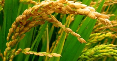 Rice - Oryza sativa