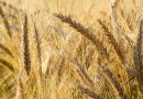 खाद्यान्न फसलें: गेहूं Food Grains: Wheat- Triticum aestivum