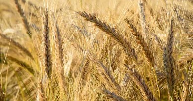 Food Grains: Wheat- Triticum aestivum