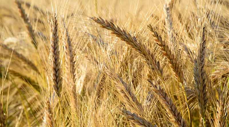 Food Grains: Wheat- Triticum aestivum