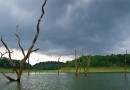 प्राकृतिक वनस्पति  Natural vegetation