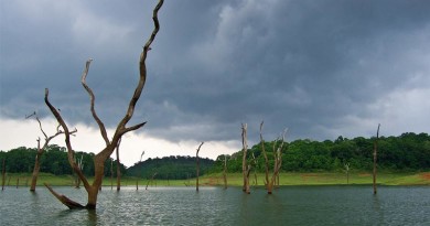 Natural vegetation