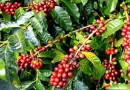 बागानी फसल: कहवा Plantation Crops: Coffee-  Coffea arabica