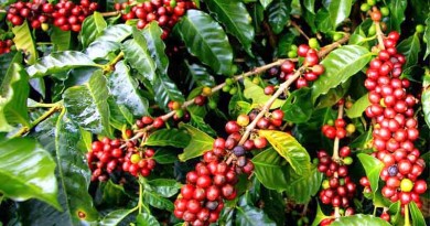 Plantation Crops: Coffee- Coffea arabica