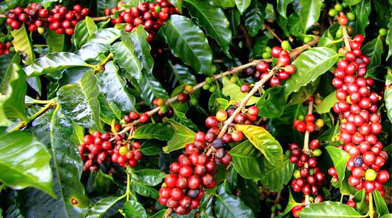 Plantation Crops: Coffee- Coffea arabica