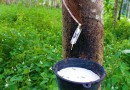 बागानी फसल: रबड़  Plantation Crops: Rubber- Hevea brasiliensis