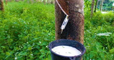 Rubber- Hevea brasiliensis