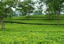 बागानी फसल: चाय Plantation Crops: Tea- Camellia sinensis