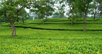 Tea - Camellia sinensis