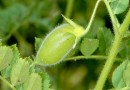 दलहन: चना Pulses: Chickpea- Cicer arietinum