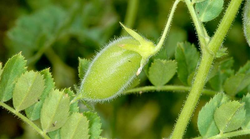 Chickpea - Cicer arietinum