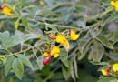 दलहन: अरहर Pulses: Pigeon Pea- Cajanus cajan