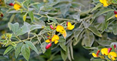 दलहन: अरहर Pulses: Pigeon Pea- Cajanus cajan