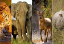 भारत में वन्य जीवन एवं इसका संरक्षण Wildlife and its Conservation in India