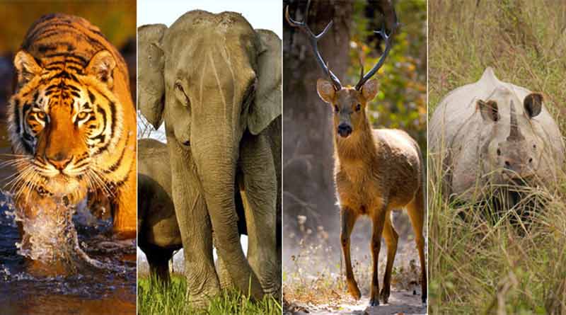 Wildlife and its Conservation in India