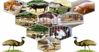 Animal Husbandry in India