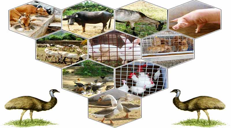 Animal Husbandry in India