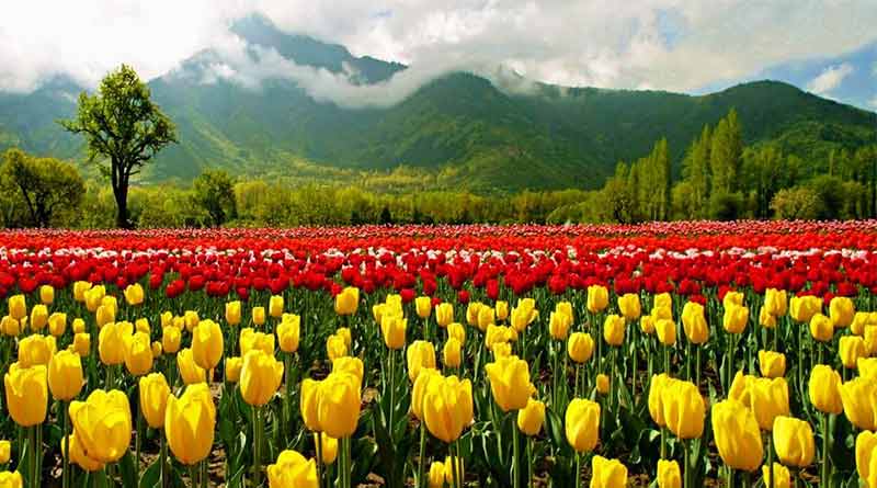 Floriculture in India