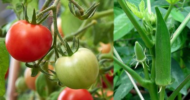 Vegetable Farming in India