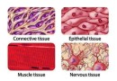 जन्तु-ऊतक Animal Tissues