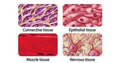 Animal Tissues