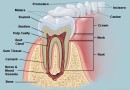 मानव शरीर- दांत Human Body- Tooth