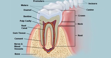 Human Body - Tooth