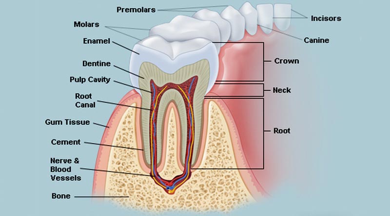 Human Body - Tooth