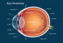 मानव शरीर- नेत्र Human Body- Eye