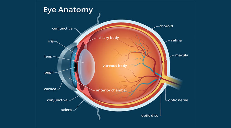 Human Body - Eye