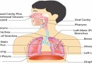 मानव शरीर- श्वसन तंत्र Human Body- Respiratory System