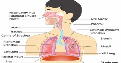 Human Body - Respiratory System