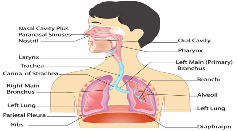 Human Body - Respiratory System