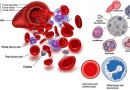 रक्त की संरचना Human Body – Structure of Blood