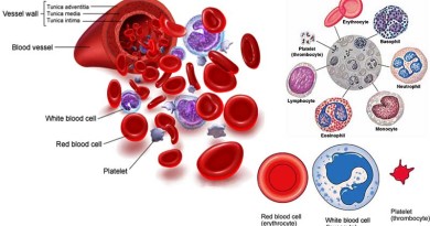 Human Body - Structure of Blood