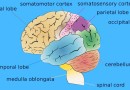 मानव शरीर- मस्तिष्क Human body-Brain