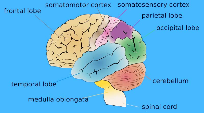 Human body - Brain