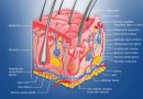 मानव शरीर- त्वचा Human body-Skin