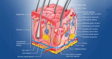 Human body - Skin