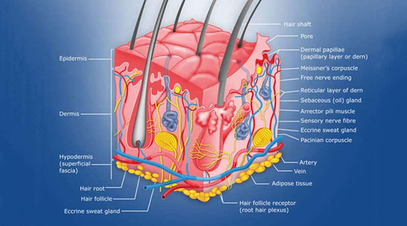 Human body - Skin