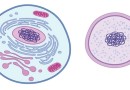 कोशिका से सम्बंधित महत्वपूर्ण तथ्य Important Facts Regarding Cell