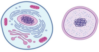 Important Facts Regarding Cell