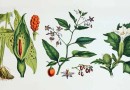 वनस्पति विज्ञान से सम्बंधित महत्वपूर्ण तथ्य Important Facts Related to Botany