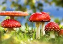 कवक Fungi