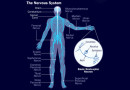 मनुष्य का तंत्रिका तत्र Human Nervous System