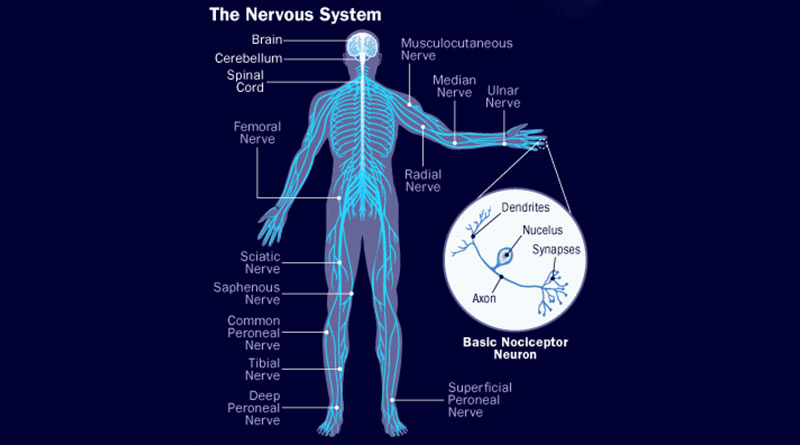 Human Nervous System