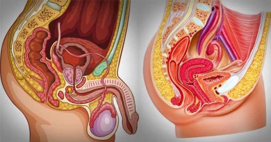 Human - Reproductive System