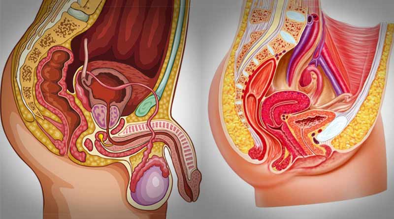 Human - Reproductive System